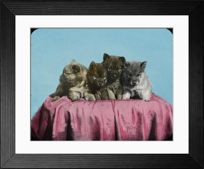 Framed Print : The Puppy Group - Copyright Framed Print : The Puppy Group - Copyright