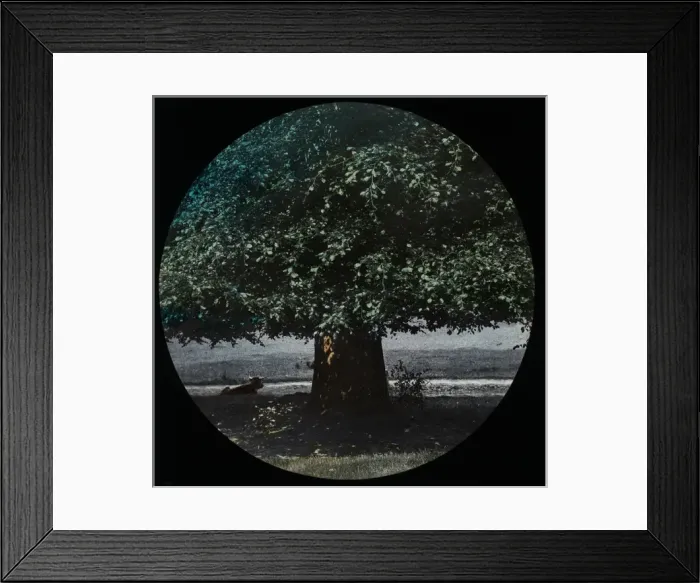 Framed Print : Tree. Slide showing a picture of a large tree in a field with a horned cow underneath it Framed Print : Tree. Slide showing a picture of a large tree in a field with a horned cow underneath it