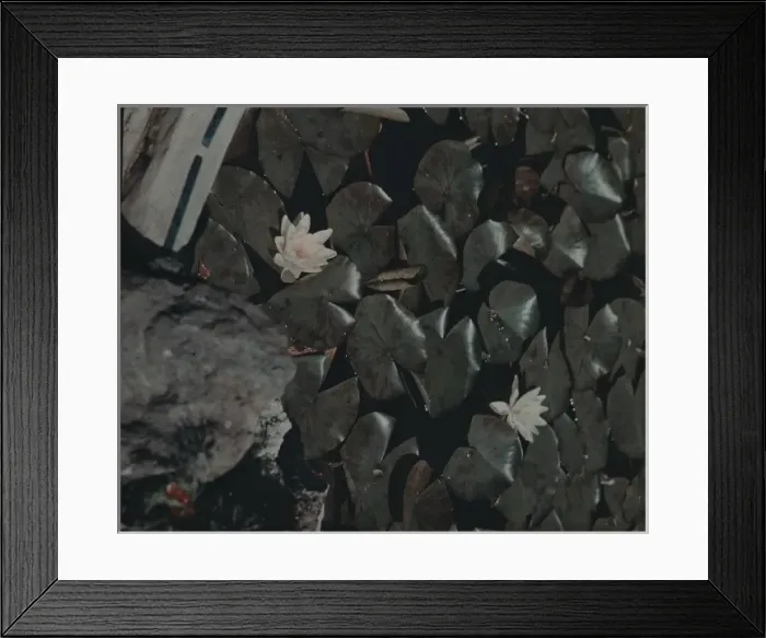 Framed Print : Water Lilies Framed Print : Water Lilies