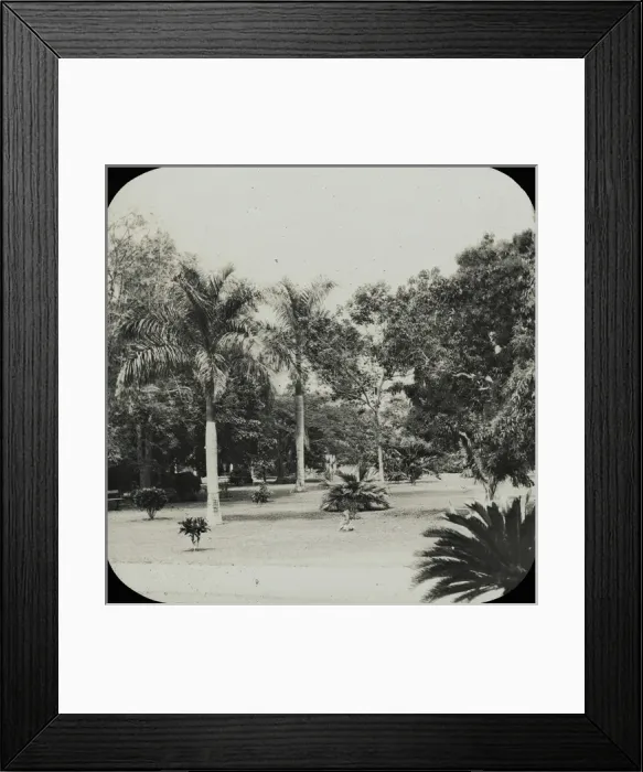 Framed Print : Jamaica - Kings House Grounds, Kingston Framed Print : Jamaica - Kings House Grounds, Kingston