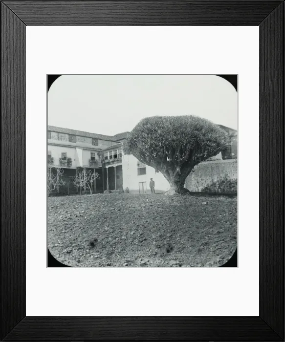 Framed Print : Canary Islands - Laguna, The Convent and DragonTree Framed Print : Canary Islands - Laguna, The Convent and DragonTree