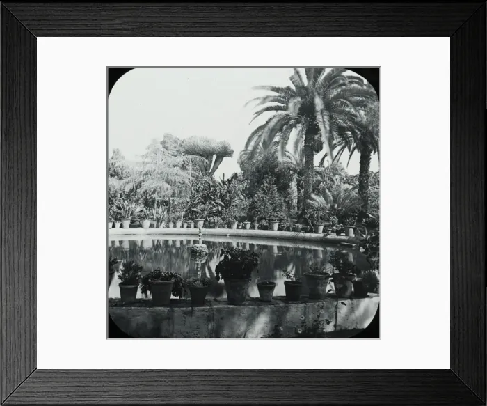 Framed Print : Canary Islands - Orotava, The Botanic Gardens Framed Print : Canary Islands - Orotava, The Botanic Gardens
