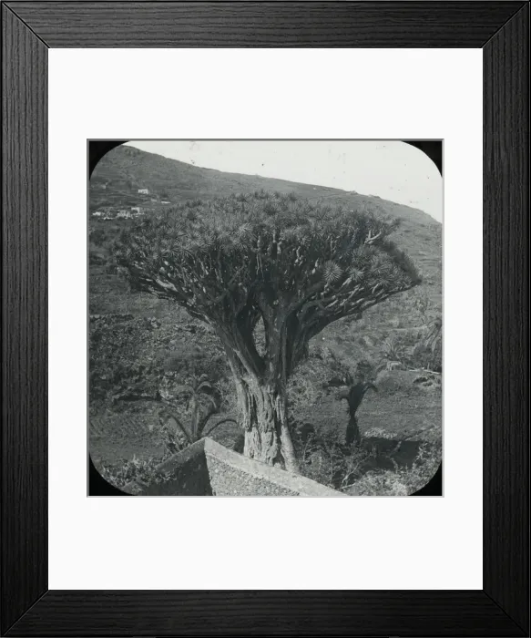 Framed Print : Canary Islands - The Old Dragon Tree Framed Print : Canary Islands - The Old Dragon Tree