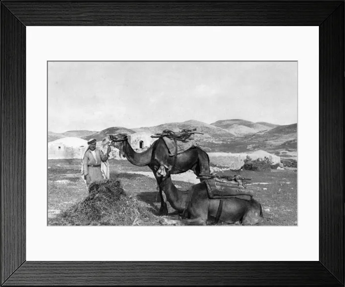 Framed Print : Man with two camels, Holy Land Framed Print : Man with two camels, Holy Land