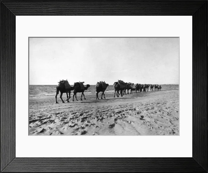 Framed Print : Camel caravan near the sea, Holy Land Framed Print : Camel caravan near the sea, Holy Land