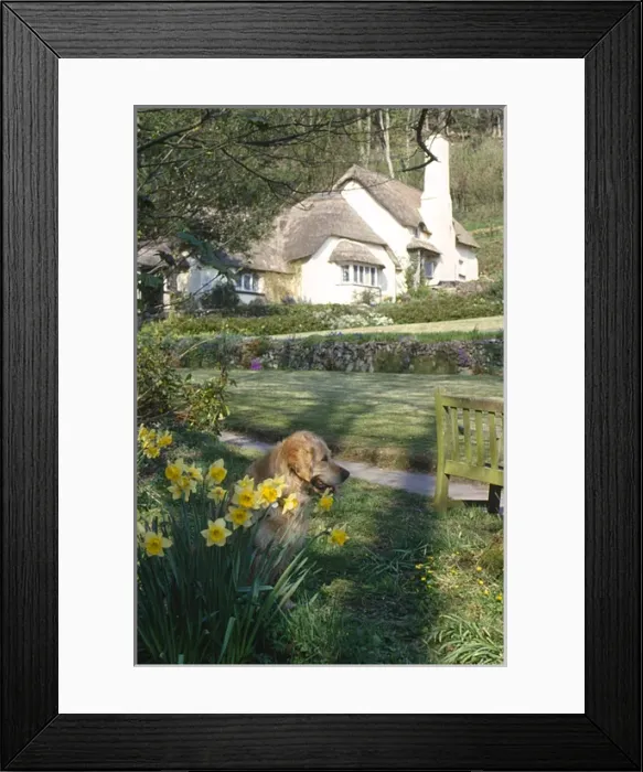Framed Print : Dog and cottage at Selworthy Green, Somerset Framed Print : Dog and cottage at Selworthy Green, Somerset
