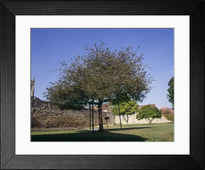 Framed Print : Glastonbury Thorn, Glastonbury, Somerset Framed Print : Glastonbury Thorn, Glastonbury, Somerset