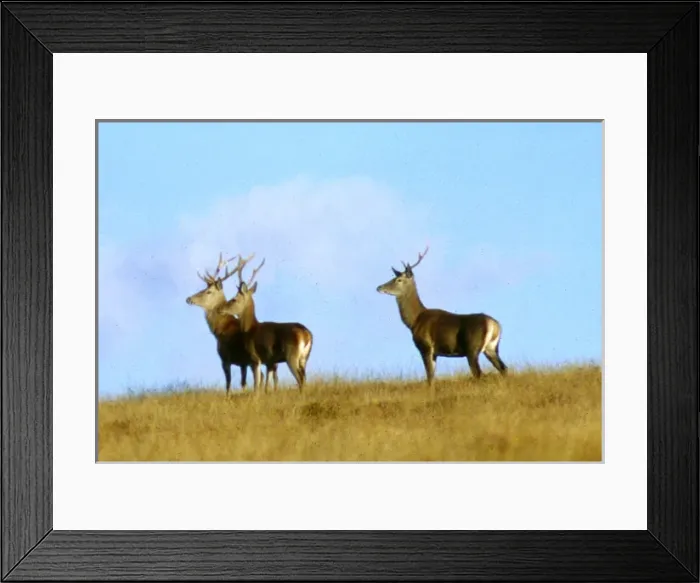Framed Print : Three red deer on Exmoor, West Country Framed Print : Three red deer on Exmoor, West Country