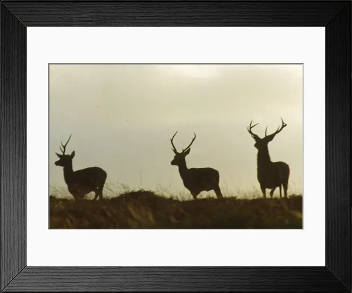 Framed Print : Three red deer in silhouette, Ley Hill, Exmoor, Somerset Framed Print : Three red deer in silhouette, Ley Hill, Exmoor, Somerset