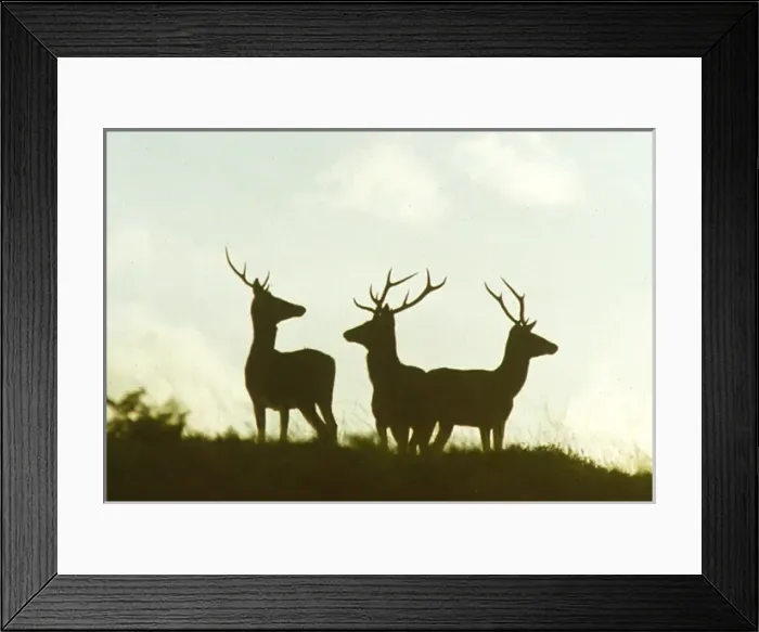 Framed Print : Three red deer in silhouette, Ley Hill, Exmoor, Somerset Framed Print : Three red deer in silhouette, Ley Hill, Exmoor, Somerset