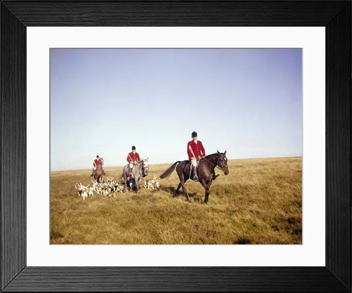 Framed Print : Three hunt members, horses and foxhounds Framed Print : Three hunt members, horses and foxhounds