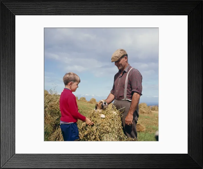 Framed Print : Stooking oats, Exmoor, near Porlock, Somerset Framed Print : Stooking oats, Exmoor, near Porlock, Somerset