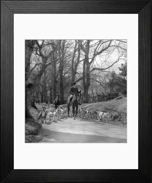 Framed Print : Hunt members, horses and hounds on a country lane Framed Print : Hunt members, horses and hounds on a country lane