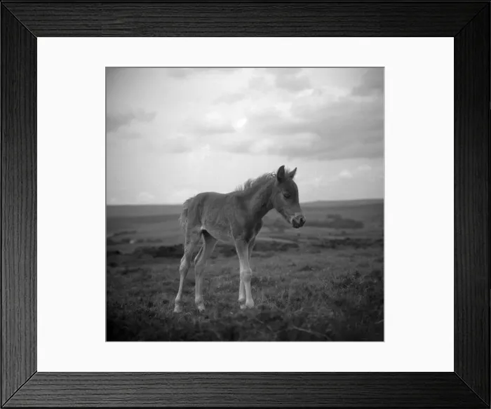 Framed Print : Dartmoor pony, Devon Framed Print : Dartmoor pony, Devon