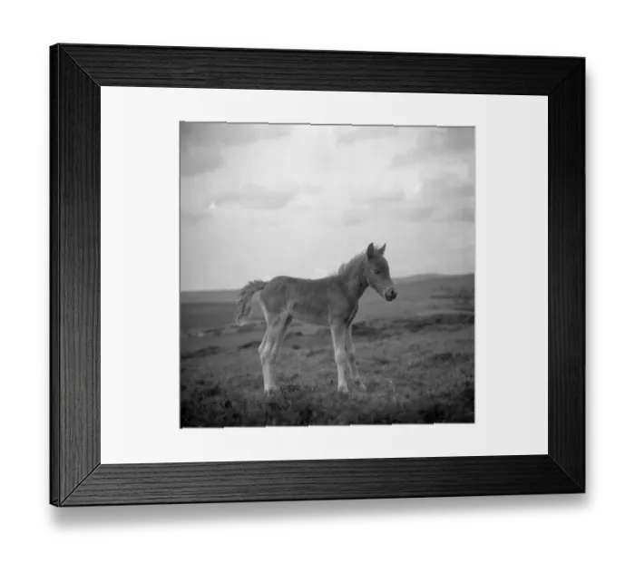 Framed Print : Dartmoor pony, Devon Framed Print : Dartmoor pony, Devon
