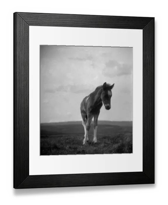 Framed Print : Dartmoor pony, Devon Framed Print : Dartmoor pony, Devon