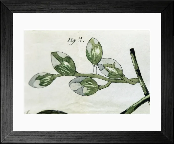 Framed Print : Disease of the vines. Engraving of 1853 Framed Print : Disease of the vines. Engraving of 1853