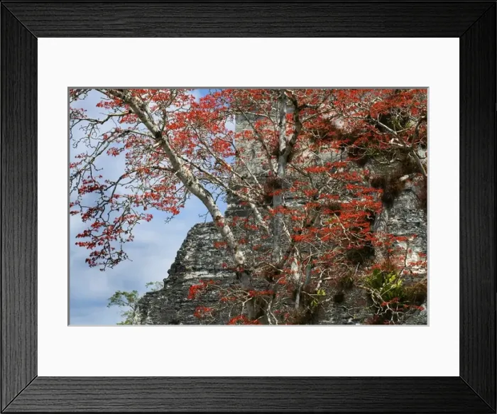 Framed Print : Guatemala. Tikal. Maya Art Framed Print : Guatemala. Tikal. Maya Art