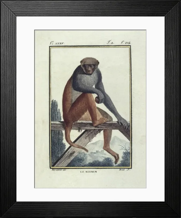 Framed Print : BUFFON, Georges-Louis Leclerc, count de (1707-1788) Framed Print : BUFFON, Georges-Louis Leclerc, count de (1707-1788)
