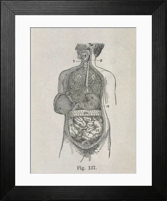 Framed Print : VALUE. Human Anatomy. Digestive system. Engraving Framed Print : VALUE. Human Anatomy. Digestive system. Engraving