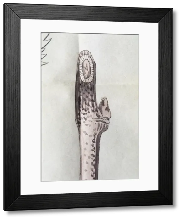 Framed Print : Fragment of a woody branch of vine attacked by