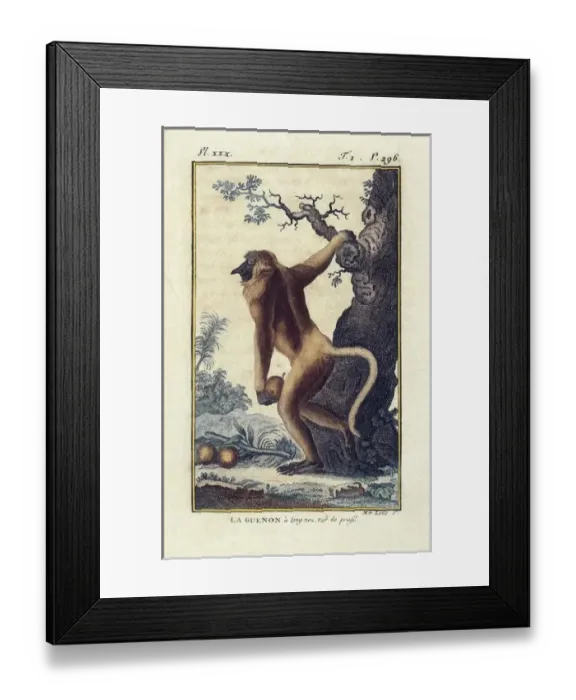 Framed Print : BUFFON, Georges-Louis Leclerc, count de (1707-1788) Framed Print : BUFFON, Georges-Louis Leclerc, count de (1707-1788)