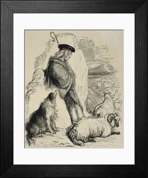 Framed Print : Scottish shepherd, illustration from The illustrated Framed Print : Scottish shepherd, illustration from The illustrated