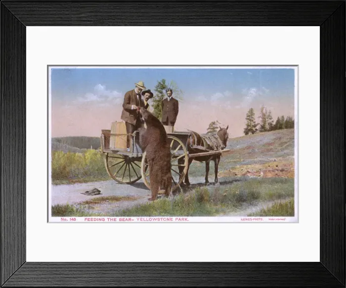 Framed Print : Feeding a bear, Yellowstone National Park, USA Framed Print : Feeding a bear, Yellowstone National Park, USA