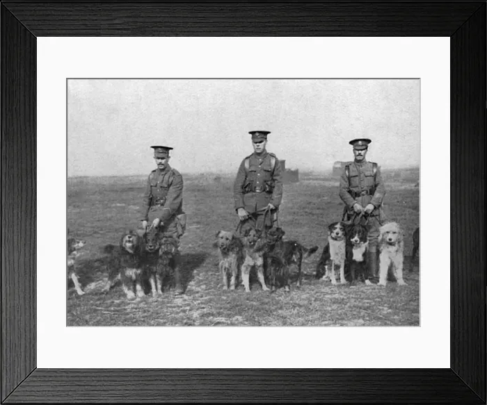 Framed Print : British War Dog School Framed Print : British War Dog School