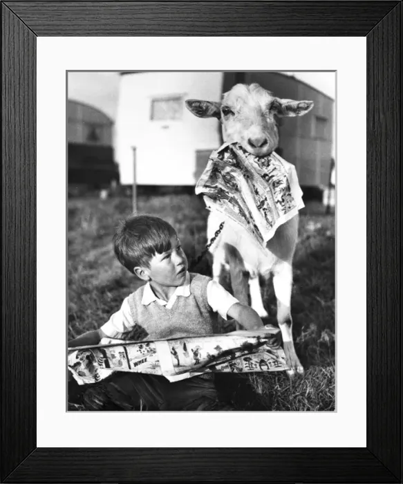 Framed Print : Boy and goat with comic magazine, Balham, SW London Framed Print : Boy and goat with comic magazine, Balham, SW London