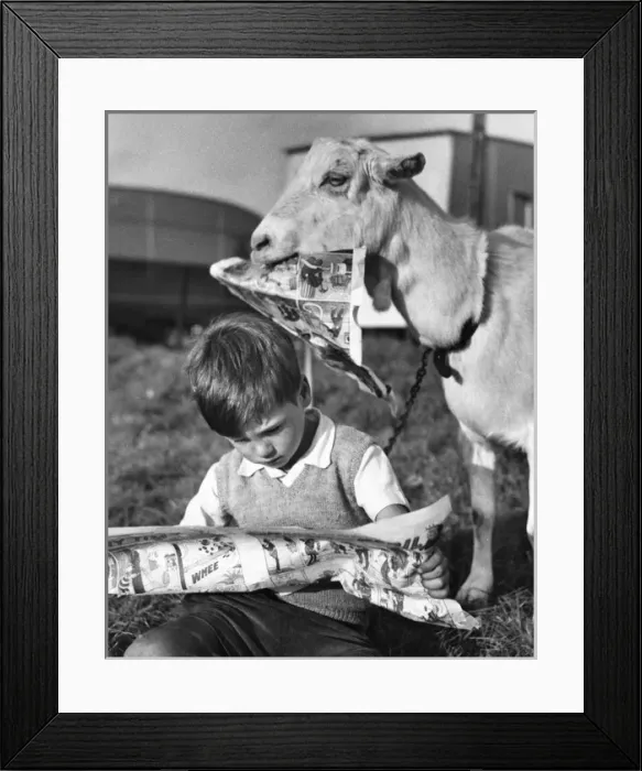 Framed Print : Boy and goat with comic magazine, Balham, SW London Framed Print : Boy and goat with comic magazine, Balham, SW London