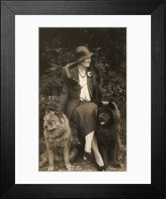 Framed Print : Woman with two Samoyed dogs Framed Print : Woman with two Samoyed dogs