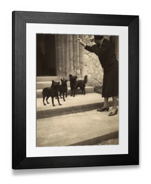 Framed Print : Woman and three small dogs Framed Print : Woman and three small dogs