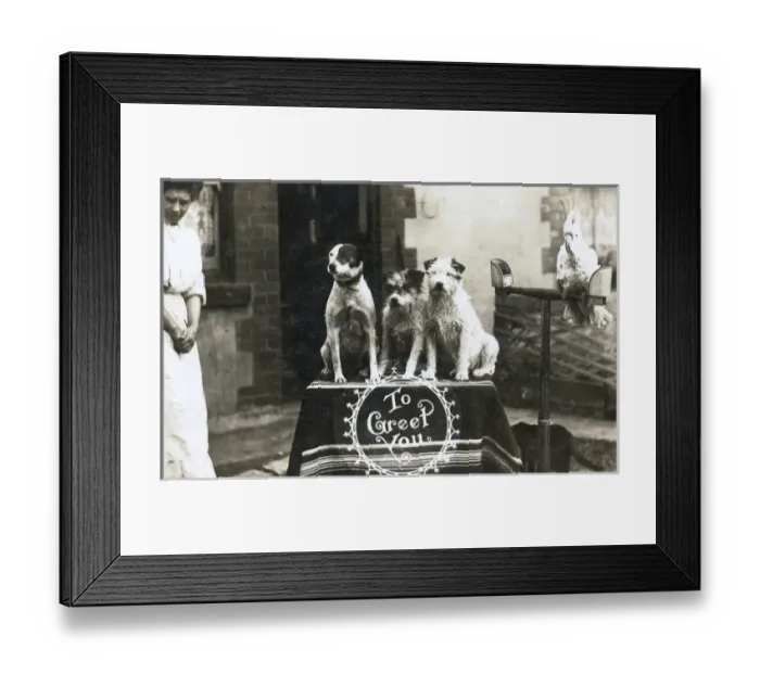 Framed Print : Three dogs and cockatoo in back yard Framed Print : Three dogs and cockatoo in back yard