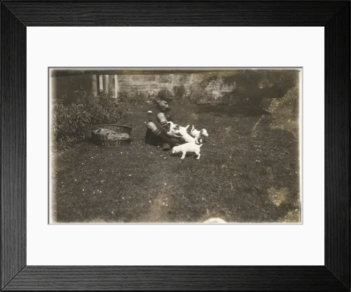 Framed Print : Boy in cub uniform with Jack Russell puppies Framed Print : Boy in cub uniform with Jack Russell puppies