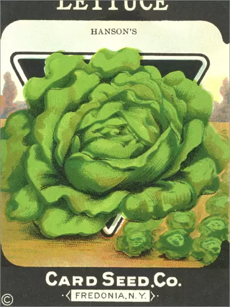 Vintage lettuce seed packet