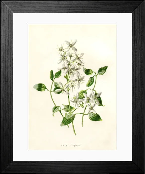 Framed Print : Sweet Clematis Framed Print : Sweet Clematis
