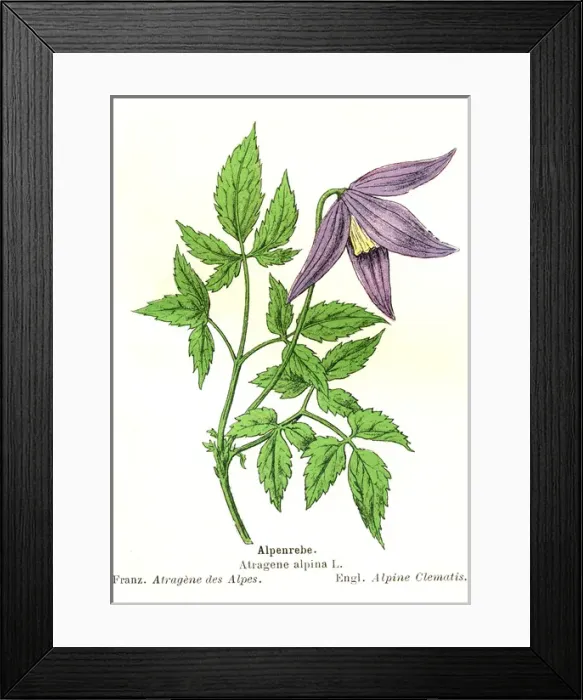 Framed Print : Alpine Clematis Framed Print : Alpine Clematis