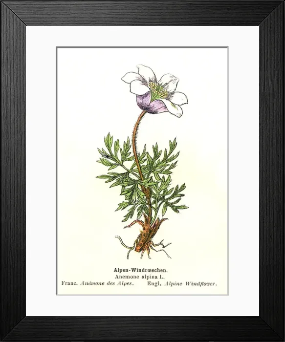 Framed Print : Alpine Anemone Framed Print : Alpine Anemone