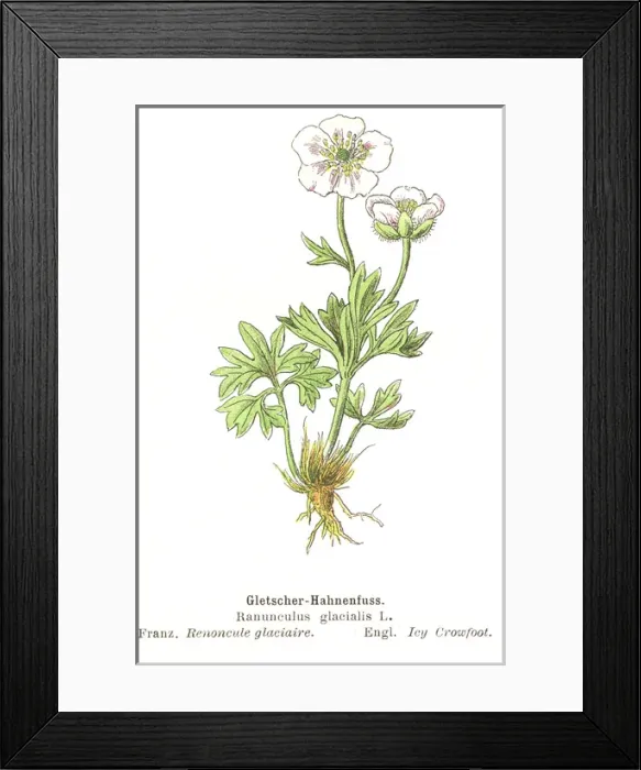 Framed Print : Ranunculus glacialis Framed Print : Ranunculus glacialis