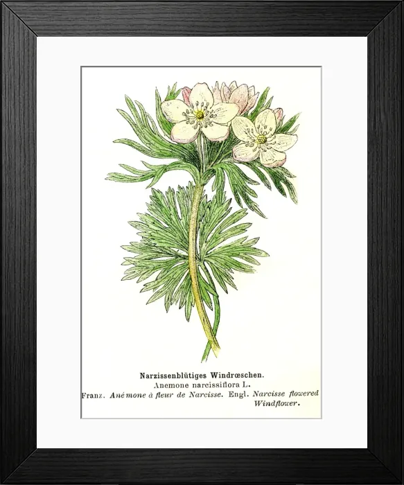 Framed Print : Anemone narcissiflora Framed Print : Anemone narcissiflora