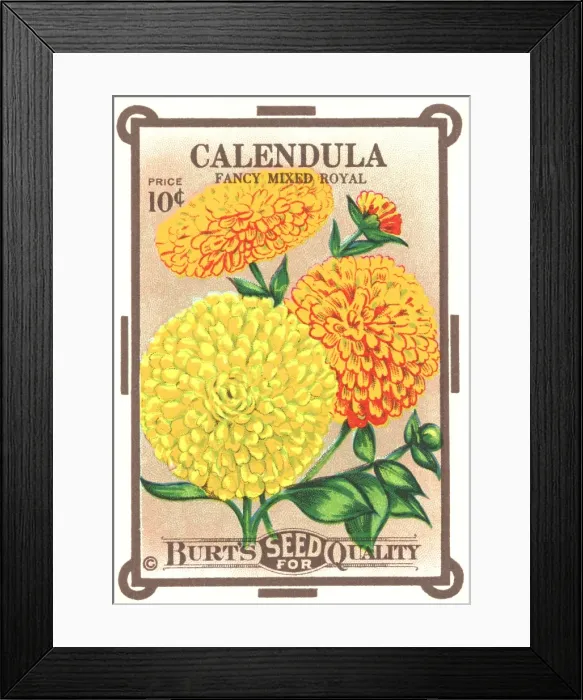 Framed Print : Vintage seed packet: Calendula Framed Print : Vintage seed packet: Calendula