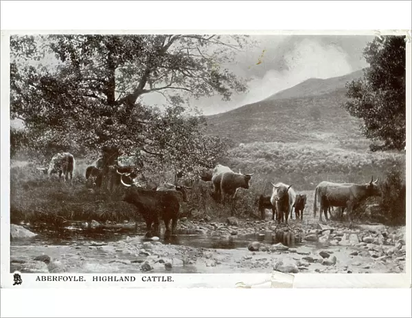 Highland Cattle, Aberfoyle, Stirlingshire