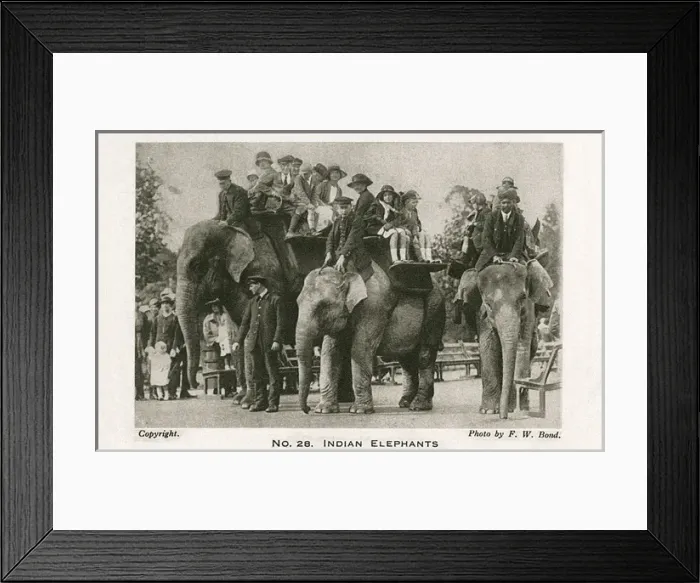 Framed Print : Indian elephants at London Zoo Framed Print : Indian elephants at London Zoo