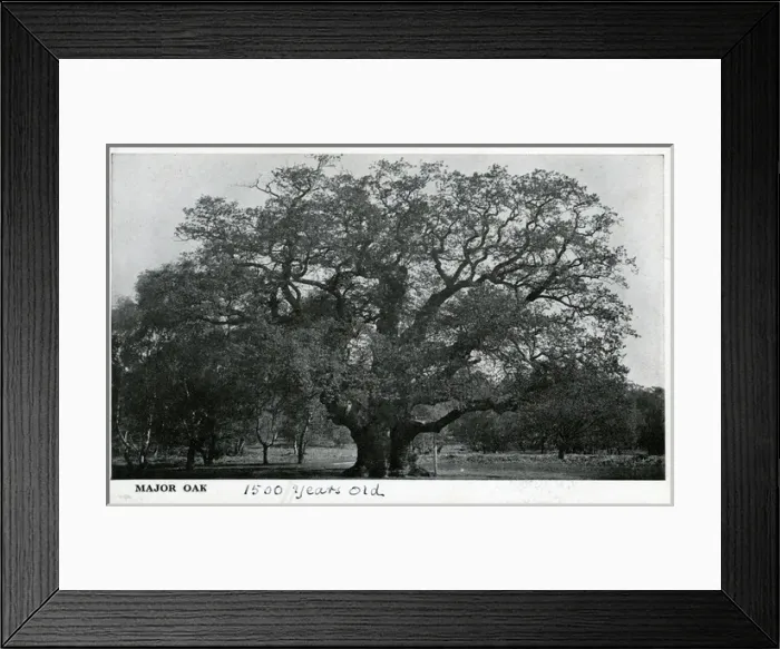 Framed Print : Major Oak, Edwinstowe, Nottinghamshire ? Framed Print : Major Oak, Edwinstowe, Nottinghamshire ?