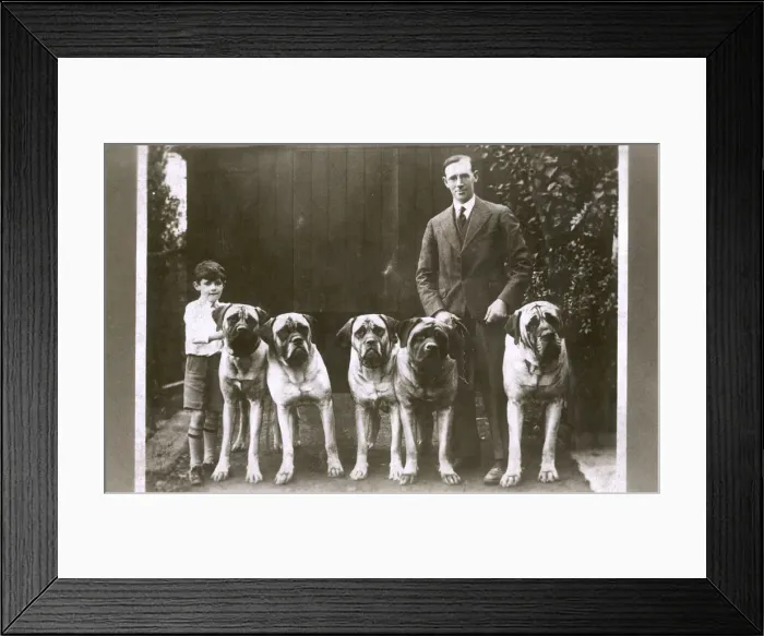Framed Print : Man and boy with five large boxer dogs Framed Print : Man and boy with five large boxer dogs