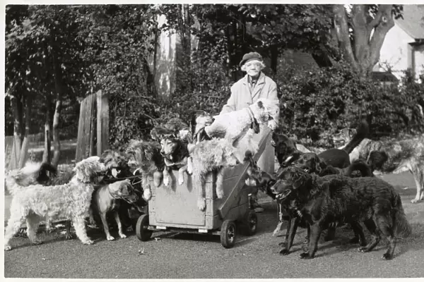 Elderly woman with large number of dogs
