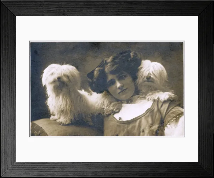 Framed Print : Studio portrait, young woman with two dogs Framed Print : Studio portrait, young woman with two dogs