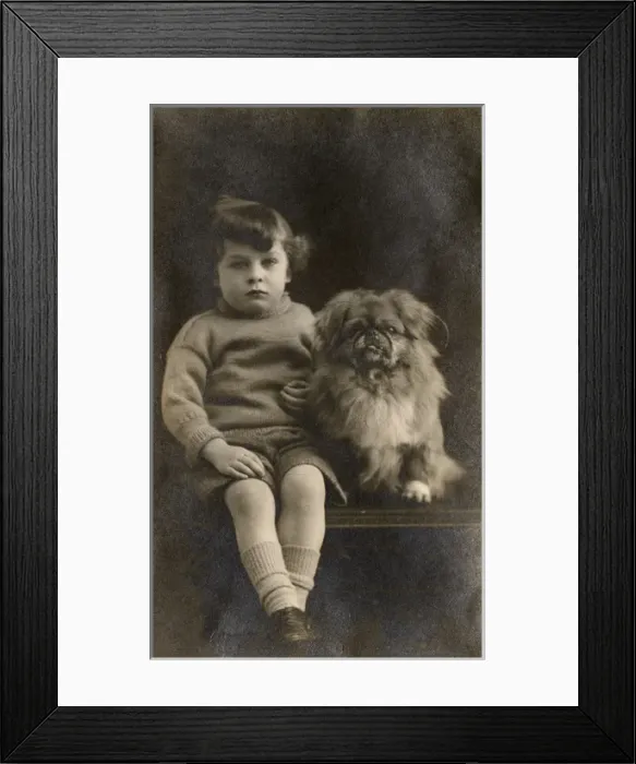 Framed Print : Studio portrait, boy with Pekingese dog Framed Print : Studio portrait, boy with Pekingese dog