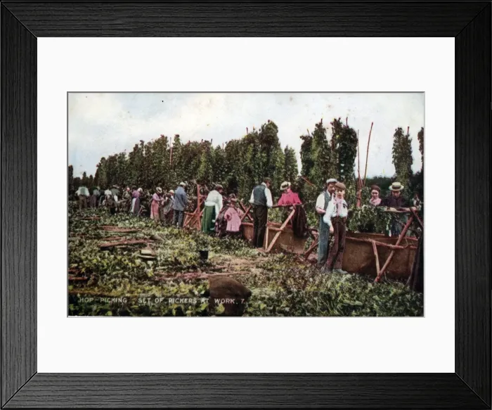 Framed Print : Hop Picking, Kent Framed Print : Hop Picking, Kent